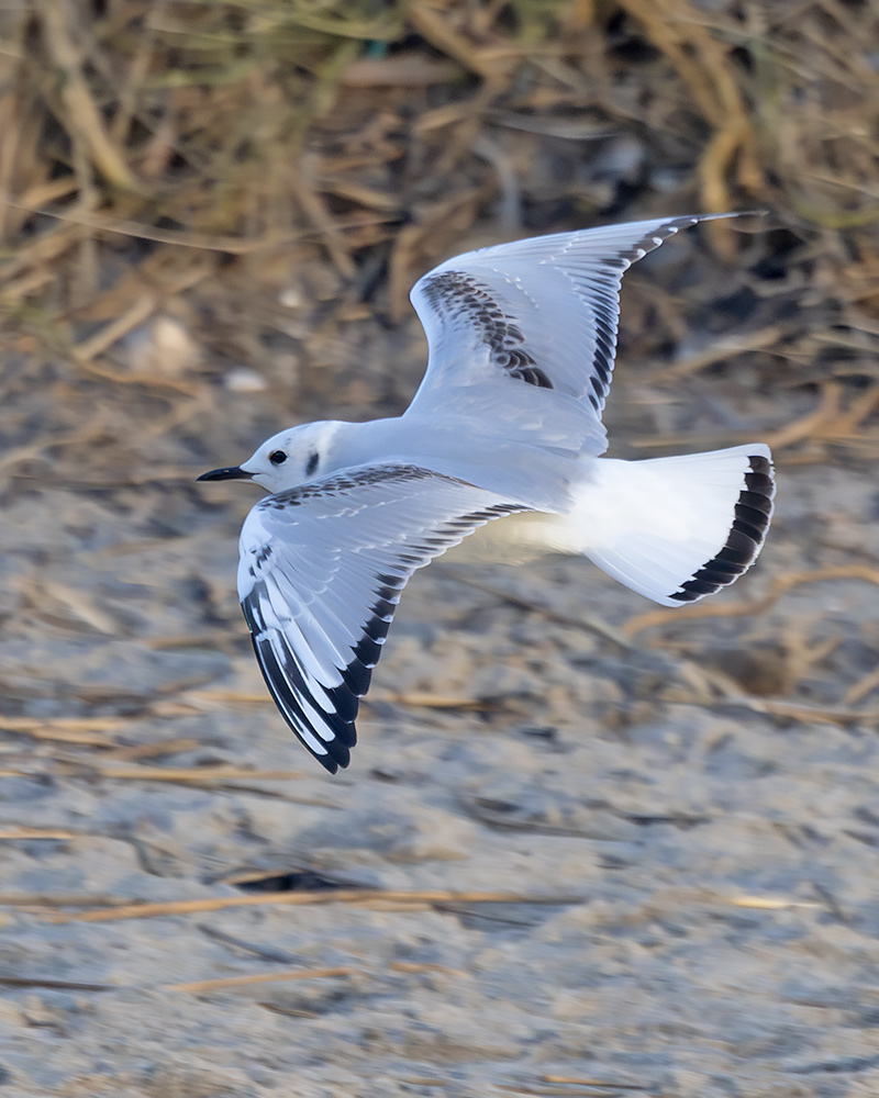 Bonaparte's gull